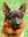 AJAX Grand Grand Pa Face- Isable Dad (Shiraz Yasko)