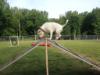 At the dog park