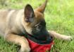 Jäger - 13 weeks