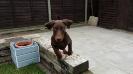 Captain Dobie, Reggie trying to fly....