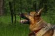 Fiona and forest