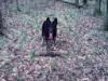 in the woods