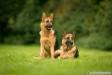 Ciba und Mutter Ginger