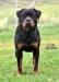 Al Capone Suny Day's 9 months old