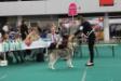 16 months excellent Dogshow Rotterdam