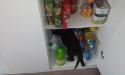 Samantha looking for breakfast