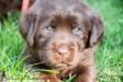 4 weeks old