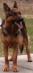 Apache vom Haus Willow