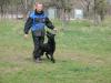 german shepherd breeding male