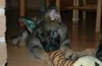 Ultimo 7 weeks 