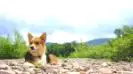 pembroke welsh corgi Varya вельш корги пемброк Варя