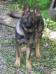 Tessa 6 months old
