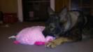 Eating her toy 2 years old
