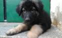 Puppies of Barcardi Breeze von Sunrise 56 days