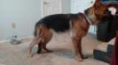 8 month stance