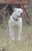 Sookie at 8 months old (photo2)