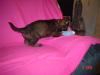 Cezi Baby