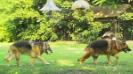 Niko (right) and Sable after Till