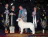 GPCA Puppy Invitational People&#x27;s Choice