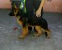 2 meses