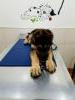 1st Vet visit