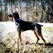 Drago standing straight at 7 months