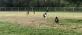 playing w&#x2F; herding friends