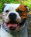 I&#x27;m a BULLDOG. Who wants to check?
