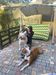 American Bulldogs Platon and Kuba.