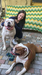 American Bulldogs Platon and Kuba.