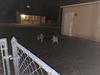 Code plays with a neighbor dog, named Ranger, a mix of Great Pyrenees and Catahoula, two years older than Code