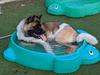 Code relaxes during a break at his AKC S.T.A.R. Puppy class at Whitesburg Animal Hospital.