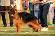 Jalandhar show