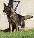 Kato&#x27;s dam, Meah De Aztlan K9