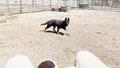 Herding 