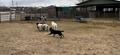 Herding 