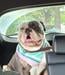 He loves getting groomed.