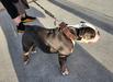 He is a natural stacker. Loves posing for camera. Hard to walk him without constantly being asked if they can pet him.