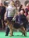 crufts