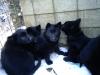 Snow Dogs in Black
