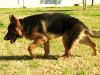 Lobo 6 meses