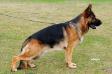 Geck VH Claudia