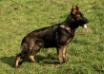 stander 2