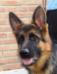 Xork 's head at 6 months old