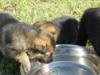 all these dogs are water crasy