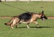 Candy on the Move