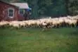 moving the sheep in the pouring rain