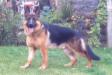 8 month old