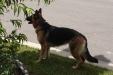 Pictures of Luma