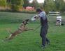 Training
